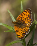 Phyciodes selenis Northern Crescent