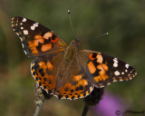 Vanessa Cardui Painted Lady