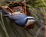 chickadees_and_nuthatches
