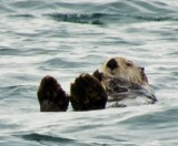 Otter outside of Homer