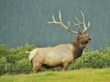 Bull Elk