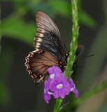 Polydamas Swallowtail (Battus polydamas)