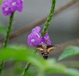 Eupyrrhoglossum corvus 