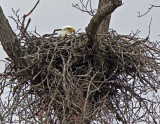 nest-7083 copy.jpg