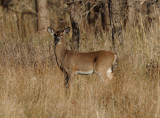 Cerf de Virginie 