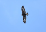 Aigle Royal