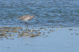 Godwit at Waipu River 