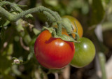 24 February 2013 - it must be a good summer, our tomatoes are ripening