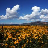 Fields of Gold, Grant, New Mexico