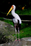 KL Bird Park