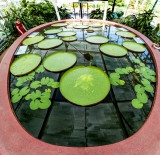Giant lily pads.jpg