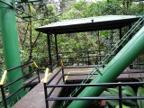 Puerto Limon Rainforest 5.JPG