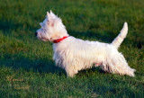 WEST HIGHLAND WHITE TERRIER-5772.jpg