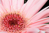 GERBERA DAISY_7381.jpg
