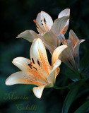 ASIATIC LILY_7766a.jpg