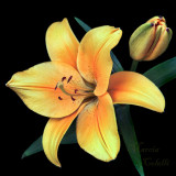 YELLOW ASIATIC LILY_1033.jpg