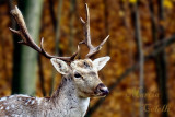 FALLOW DEER_9994.jpg