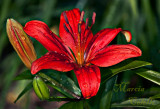 RED ASISATIC LILY_8791.jpg