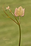 GRAPE LEAF_8539.jpg