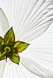 RUBY DOT HIBISCUS_1003.jpg