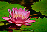 WATERLILY_2041.jpg