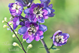 DELPHINIUM_0162.jpg