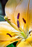 ASIATIC LILY_0097.jpg