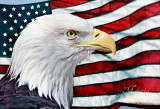 PATRIOTIC AMERICAN BALD EAGLE_1542.jpg