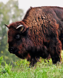 BISON_2625.jpg