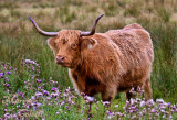 HIGHLAND COW_4236.jpg