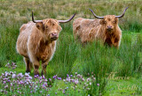 HIGHLAND COWS_4215.jpg