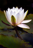 WATERLILY_4656.jpg