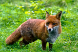 RED FOX_4805.jpg