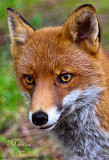 RED FOX_4792.jpg