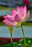 LOTUS_3848.jpg