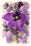 DELPHINIUM_2272.jpg