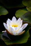 WATERLILY_4661.jpg