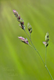 WILD GRASS_4169.jpg