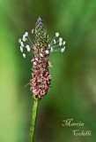 GONE TO SEED_0452.jpg
