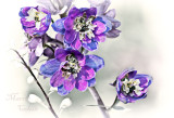 DELPHINIUM_0162.jpg