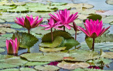 WATERLILY 3834.jpg