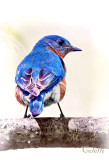 EASTERN BLUEBIRD 3448.jpg