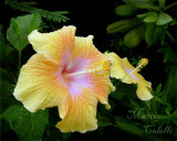 YELLOW HIBISCUS 5889a .jpg