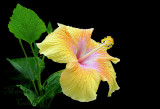 YELLOW HIBISCUS 5886a.jpg