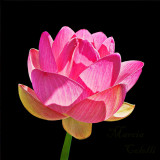 LOTUS 7880.jpg