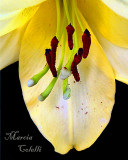 YELLOW ASIATIC LILY PISTALS 6744.jpg