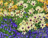 LOBELIA AND DAISIES .jpg