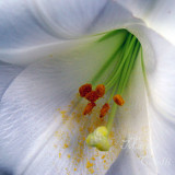 WHITE TRUMPET LILY 9298 .jpg