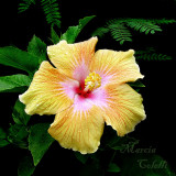 YELLOW HIBISCUS 5885  a .jpg