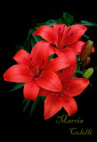 RED ASIATIC LILY_4725 .jpg